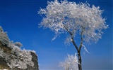 Winter Snow Wallpaper #9