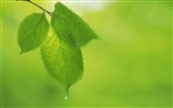 Green leaf photo wallpaper (4) #3