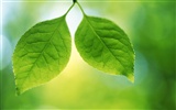 Green leaf photo wallpaper (4) #4