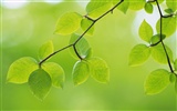 Green leaf photo wallpaper (4) #5