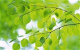 Green leaf photo wallpaper (4) #6