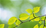 Green leaf photo wallpaper (4) #7