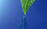 Green leaf photo wallpaper (4) #15