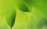 Green leaf photo wallpaper (4) #16