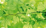 녹색 잎 사진 벽지 (4) #17