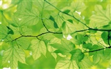 Green leaf photo wallpaper (4) #17