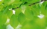 Green leaf photo wallpaper (4) #18