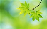 Green leaf photo wallpaper (4) #19