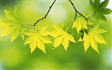 Green leaf photo wallpaper (4) #20