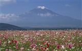 日本富士山 壁纸(一)20