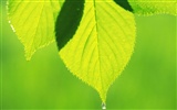 Green leaf photo wallpaper (5)