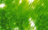 녹색 잎 사진 벽지 (5) #6