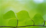 녹색 잎 사진 벽지 (5) #13