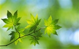 Green leaf photo wallpaper (5) #14