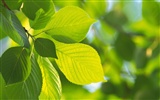 Green leaf photo wallpaper (5) #16