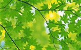 녹색 잎 사진 벽지 (5) #17