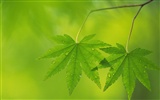 Green leaf photo wallpaper (5) #45080