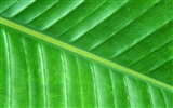 Green leaf photo wallpaper (6) #2