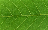 Green leaf photo wallpaper (6) #4