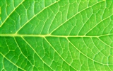 Green leaf photo wallpaper (6) #5