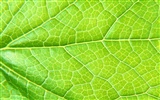 Green leaf photo wallpaper (6) #6