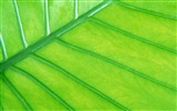 Green leaf photo wallpaper (6) #7