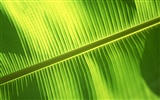 Green leaf photo wallpaper (6) #8