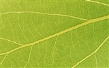 Green leaf photo wallpaper (6) #9