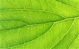 Green leaf photo wallpaper (6) #10