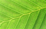 Green leaf photo wallpaper (6) #11