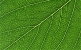 Green leaf photo wallpaper (6) #12