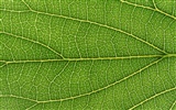 Green leaf photo wallpaper (6) #13