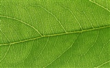 Green leaf photo wallpaper (6) #14