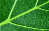 Green leaf photo wallpaper (6) #15