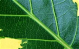 Green leaf photo wallpaper (6) #16