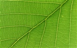 Green leaf photo wallpaper (6) #17