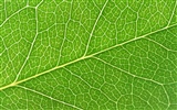 Green leaf photo wallpaper (6) #18