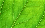 Green leaf photo wallpaper (6) #20