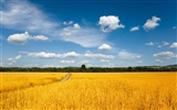 Wheat wallpaper (1) #2