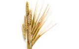 Wheat wallpaper (1) #3