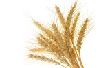 Wheat wallpaper (1) #4