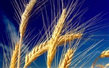 Wheat wallpaper (1) #5