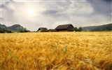 Wheat wallpaper (1) #7