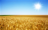 Wheat wallpaper (1) #10