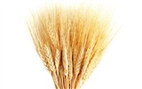 Wheat wallpaper (1) #11