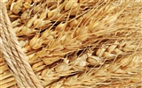 Fond d'écran du blé (1) #15