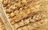 Wheat wallpaper (1) #15