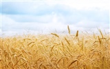 Wheat wallpaper (1) #17