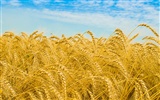 Wheat wallpaper (1) #18