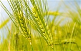 Wheat wallpaper (1) #20